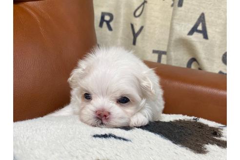 成約済の茨城県のマルチーズ-103477の5枚目