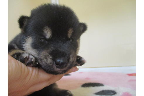 成約済の岡山県の柴犬-104211の1枚目