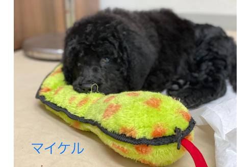 成約済の東京都のミックス犬-102690の14枚目