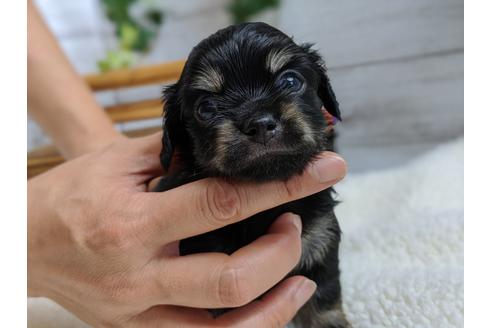 成約済の静岡県のチワックス:チワワ×ミニチュアダックスフンド-105320の2枚目