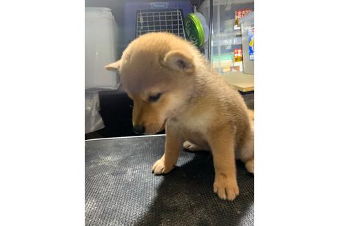 成約済の広島県の柴犬-106031の1枚目