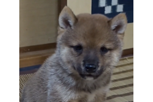 成約済の佐賀県の豆柴-106064の1枚目