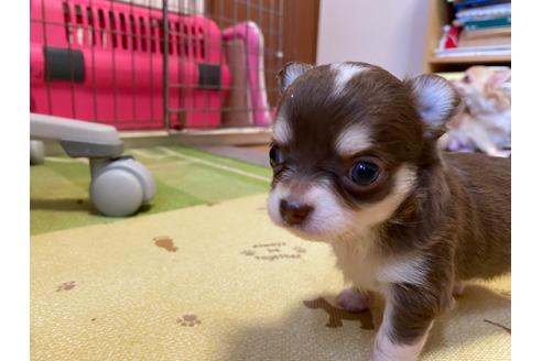 成約済の神奈川県のチワワ(ロングコート)-104974の5枚目