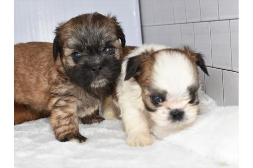 愛知県のミックス犬 男の子 08 18生まれ チワズー シーズーとチワワのミックス 10月7日までのご紹介 子犬id ブリーダーナビ