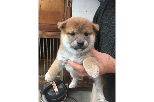 成約済の山梨県の柴犬-107936