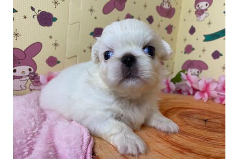 成約済の栃木県のペキニーズ-107829の12枚目