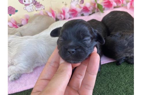 成約済の栃木県のミックス犬-109133の13枚目