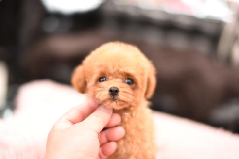 成約済の茨城県のティーカッププードル-109191の5枚目