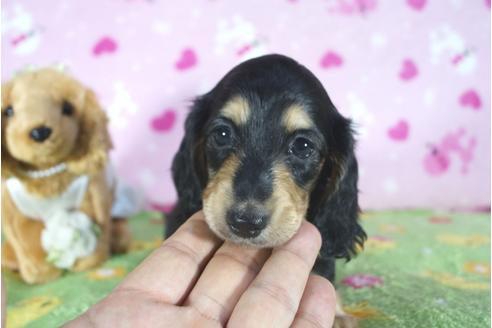 成約済の兵庫県のミニチュアダックスフンド(ロングヘアード)-110128の2枚目