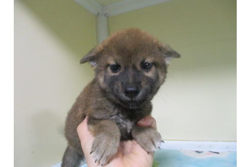 成約済の岡山県の柴犬-105150の3枚目