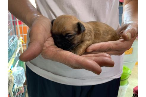 成約済の岐阜県のミックス犬-110737の7枚目