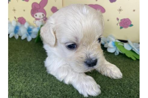 成約済の栃木県のミックス犬-109128の6枚目