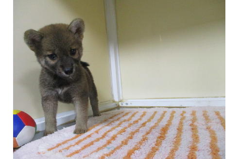 成約済の岡山県の柴犬-110909の4枚目