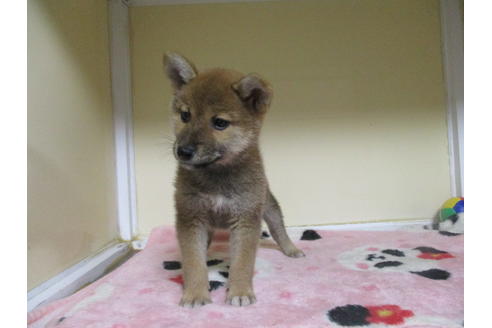 成約済の岡山県の柴犬-110913の4枚目