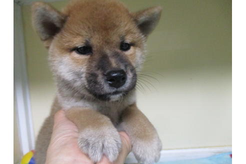 成約済の岡山県の柴犬-110916の5枚目