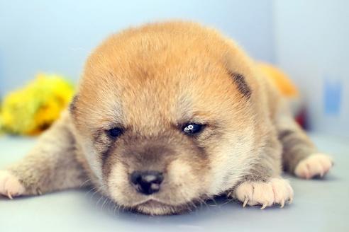 成約済の静岡県の柴犬-111050の2枚目