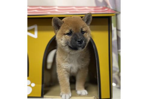 成約済の群馬県の柴犬-111555の1枚目