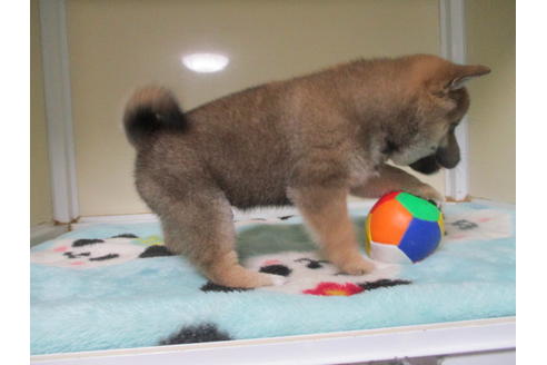 成約済の岡山県の柴犬-111588の2枚目