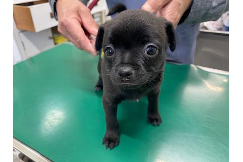 成約済の山梨県のミックス犬-111771の2枚目