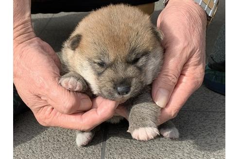 成約済の長崎県の柴犬-112487の5枚目