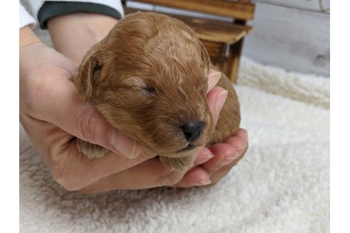 成約済の静岡県のトイプードル-112989の1枚目