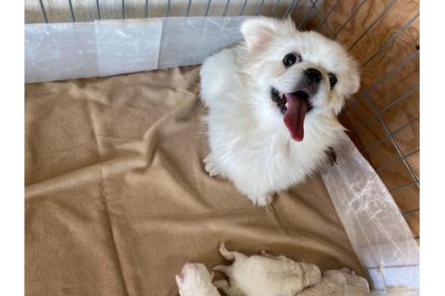 成約済の栃木県のミックス犬-113532の17枚目