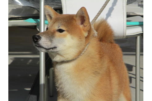 成約済の岡山県の柴犬-113711の3枚目