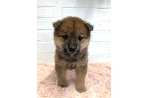 成約済の愛媛県の柴犬-113288の1枚目