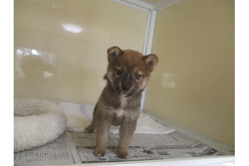 成約済の岡山県の柴犬-114213の3枚目