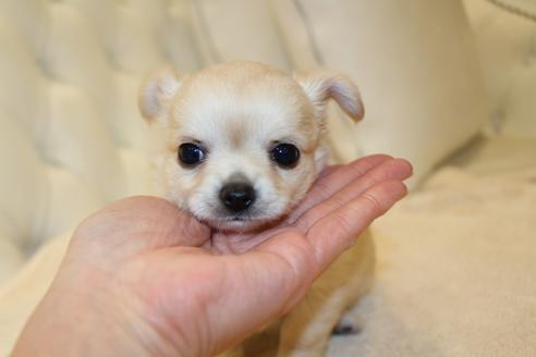 成約済の東京都のチワワ(ロングコート)-113209の2枚目