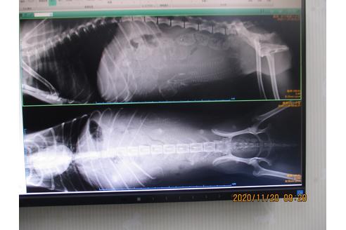 成約済の大阪府のトイプードル-114715の4枚目