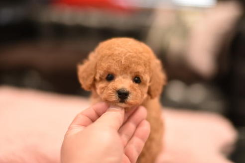 成約済の茨城県のタイニープードル-114945の1枚目