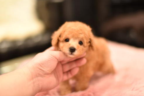 成約済の茨城県のタイニープードル-114946の1枚目