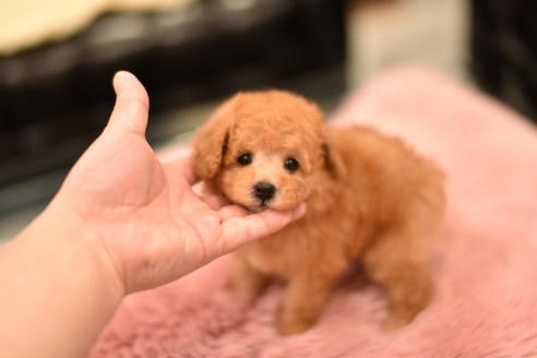 成約済の茨城県のタイニープードル-114946の3枚目