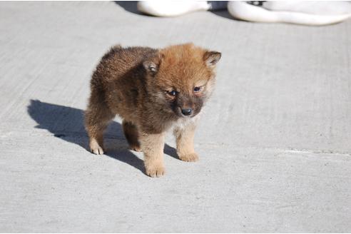 成約済の埼玉県の柴犬-116292の5枚目