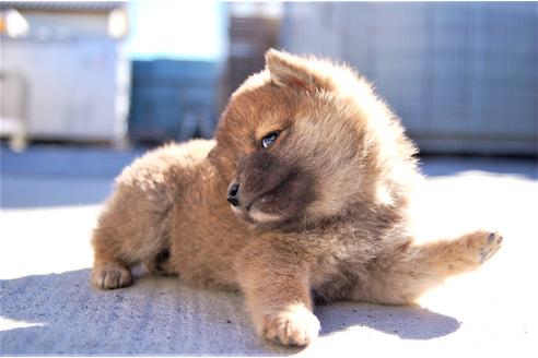 成約済の埼玉県の柴犬-116292の1枚目