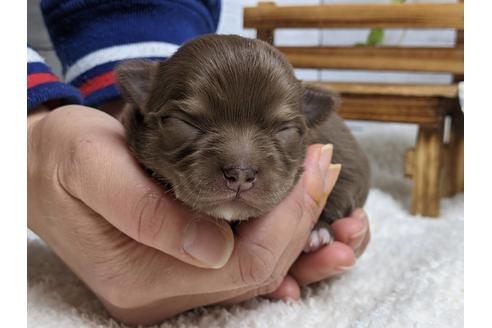 成約済の静岡県のチワワ(ロングコート)-116533の1枚目