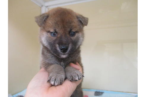 成約済の岡山県の柴犬-117250の4枚目