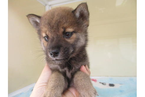 成約済の岡山県の柴犬-116297の8枚目