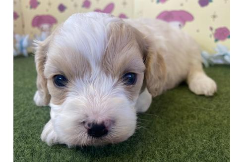 成約済の栃木県のミックス犬-118416の2枚目