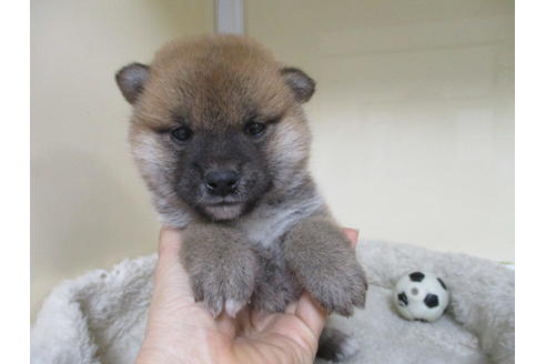 成約済の岡山県の柴犬-115808の1枚目