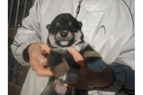 成約済の岡山県の柴犬-117869