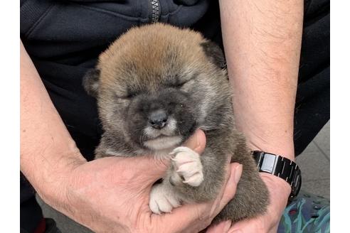 成約済の長崎県の柴犬-120178の5枚目