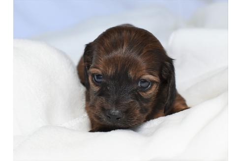 ミニチュアダックスフンドの子犬を探す ブリーダーナビ