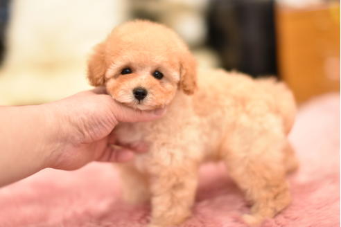 成約済の茨城県のティーカッププードル-120635の1枚目