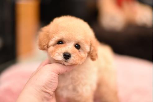 成約済の茨城県のティーカッププードル-120635の4枚目