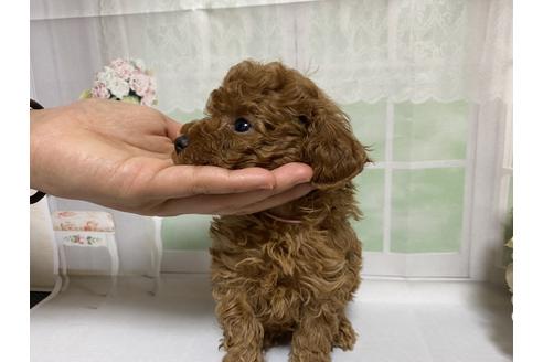 成約済の広島県のタイニープードル-122076の5枚目