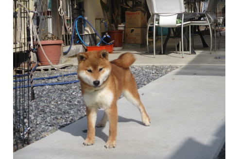 成約済の岡山県の柴犬-122123の3枚目