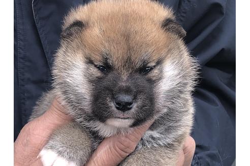 成約済の愛知県の柴犬-123101の5枚目