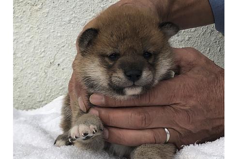 成約済の愛知県の柴犬-123107の1枚目